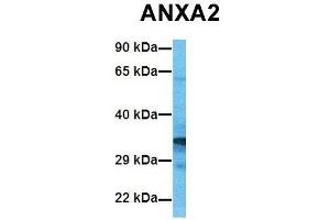 Host:  Rabbit  Target Name:  ANXA2  Sample Tissue:  Human 293T  Antibody Dilution:  1. (Annexin A2 Antikörper  (C-Term))