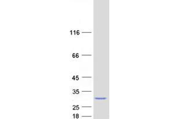 MED30 Protein (Myc-DYKDDDDK Tag)