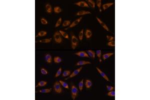 Immunofluorescence analysis of L929 cells using GNAQ Rabbit pAb (ABIN7267542) at dilution of 1:100 (40x lens). (GNAQ Antikörper  (AA 1-359))