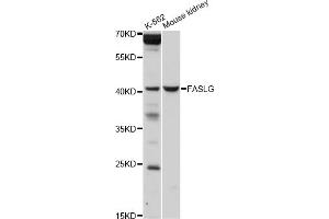 Western blot analysis of extracts of various cell lines, using FASLG antibody (ABIN5970064) at 1/1000 dilution. (FASL Antikörper)