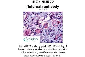 Image no. 1 for anti-Nuclear Receptor Subfamily 4, Group A, Member 1 (NR4A1) (Internal Region) antibody (ABIN1737603) (NR4A1 Antikörper  (Internal Region))