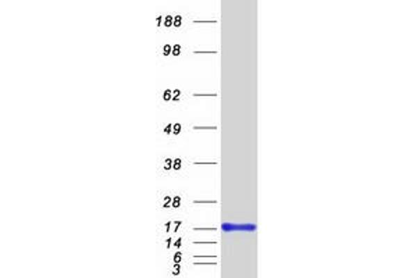 GCSH Protein (Myc-DYKDDDDK Tag)