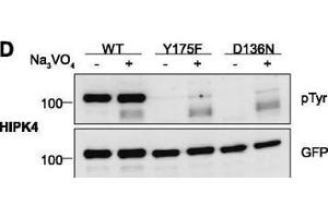 Western Blotting (WB) image for anti-Green Fluorescent Protein (GFP) antibody (ABIN100085)