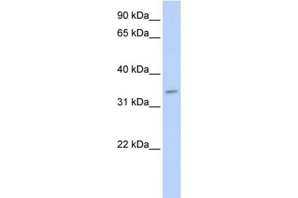 TNMD Antikörper  (N-Term)