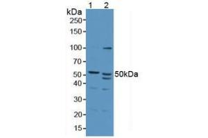 Western blot analysis of (1) Porcine Liver Tissue and (2) Human HepG2 Cells. (Antizyme Inhibitor 1 Antikörper  (Lys290))