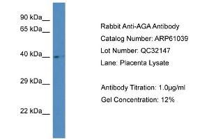 Western Blotting (WB) image for anti-Aspartylglucosaminidase (AGA) (Middle Region) antibody (ABIN786322) (AGA Antikörper  (Middle Region))