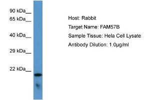 Host: Rabbit Target Name: FAM57B Sample Type: Hela Whole cell lysates Antibody Dilution: 1. (FAM57B Antikörper  (C-Term))