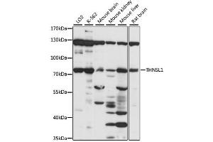 Western blot analysis of extracts of various cell lines, using THNSL1 antibody (ABIN6293622) at 1:1000 dilution. (THNSL1 Antikörper)