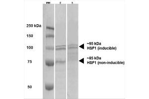 Western Blot analysis of Human A431 and HEK293 cell lysates showing detection of HSF1 protein using Rat Anti-HSF1 Monoclonal Antibody, Clone 10H4 . (HSF1 Antikörper  (Atto 488))