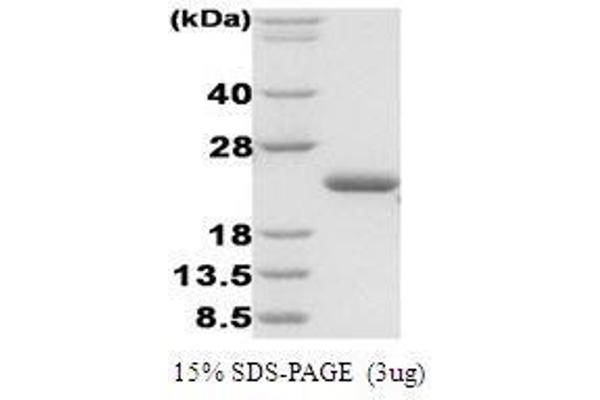 ASPSCR1 Protein