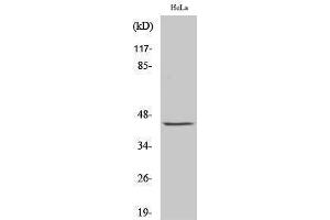 Western Blotting (WB) image for anti-Jun Proto-Oncogene (JUN) (Ser662) antibody (ABIN3173809) (C-JUN Antikörper  (Ser662))