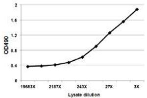 Sandwich ELISA detection sensitivity ranging from approximately 729x to 3x dilution of the F2 293T overexpression lysate (non-denatured). (F2 (Human) Matched Antibody Pair)