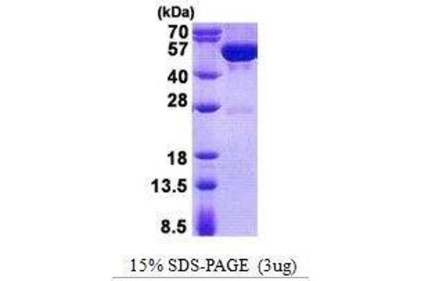 GDA Protein