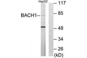 Western Blotting (WB) image for anti-BTB and CNC Homology 1, Basic Leucine Zipper Transcription Factor 1 (BACH1) (AA 131-180) antibody (ABIN2889311) (BACH1 Antikörper  (AA 131-180))