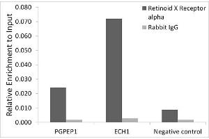 Chromatin immunoprecipitation analysis of extracts of HepG2 cells, using RXRα antibody (ABIN7269948) and rabbit IgG. (Retinoid X Receptor alpha Antikörper)