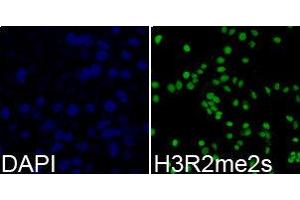 Immunofluorescence (IF) image for anti-Histone 3 (H3) (H3R2me2s) antibody (ABIN1873009) (Histone 3 Antikörper  (H3R2me2s))