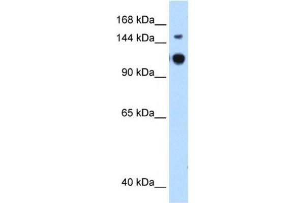 GAPVD1 Antikörper  (N-Term)