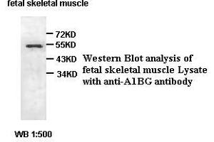 Image no. 2 for anti-alpha-1-B Glycoprotein (A1BG) antibody (ABIN791226) (A1BG Antikörper)