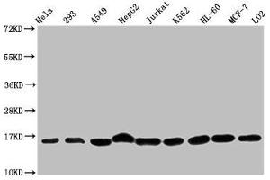 Western Blot Positive WB detected in: Hela whole cell lysate, 293 whole cell lysate, A549 whole cell lysate, HepG2 whole cell lysate, Jurkat whole cell lysate, K562 whole cell lysate, HL60 whole cell lysate, MCF-7 whole cell lysate, LO2 whole cell lysate All lanes: HIST1H3A antibody at 1:500 Secondary Goat polyclonal to rabbit IgG at 1/40000 dilution Predicted band size: 16 kDa Observed band size: 16 kDa (HIST1H3A Antikörper  (meLys36))