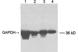 Lane 1: 20 µg fish muscle tissue lysateLane 2: 12 µg chicken muscle tissue lysateLane 3: 20 µg mouse brain tissue lysateLane 4: 32 µg HEK-293 cell lysate Primary antibody: 0. (GAPDH Antikörper  (Biotin))