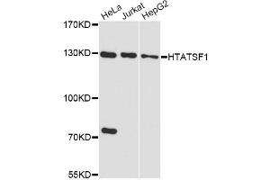 Western blot analysis of extracts of various cell lines, using HTATSF1 antibody. (HTATSF1 Antikörper)