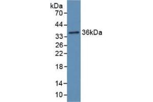 Western blot analysis of recombinant Rat Hpt. (Haptoglobin Antikörper  (AA 70-332))