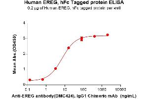 ELISA plate pre-coated by 2 μg/mL (100 μL/well) Human EREG Protein, hFc Tag (ABIN7092773, ABIN7272362 and ABIN7272363) can bind Anti-EREG antibody, IgG1 Chimeric mAb in a linear range of 0. (Epiregulin Protein (EREG) (AA 63-108) (Fc Tag))