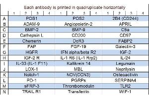 Image no. 1 for Human Cytokine Array Q6 (ABIN4956058) (Human Cytokine Array Q6)