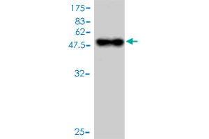 Western Blot detection against Immunogen (45. (BCMA Antikörper  (AA 1-184))