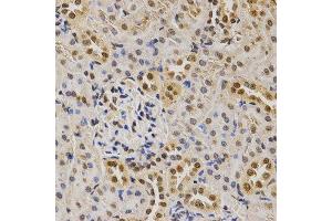 Immunohistochemistry of paraffin-embedded rat kidney using DiMethyl-Histone H3-K79 antibody. (Histone 3 Antikörper  (H3K9me2))