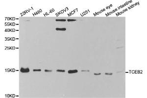 Western blot analysis of extracts of various cell lines, using TCEB2 antibody (ABIN5973098) at 1/1000 dilution. (TCEB2 Antikörper)