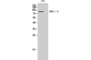 Western Blot analysis of 4T1 cells using IKKα/β Polyclonal Antibody diluted at 1:1000. (IKK-alpha /IKK-beta Antikörper)