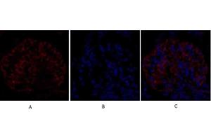 Immunofluorescence analysis of rat kidney tissue. (EIF2A Antikörper)