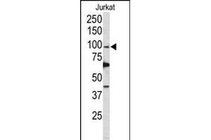 Western blot analysis of POLD1 Antibody (Center) (ABIN650753 and ABIN2839484) in Jurkat cell line lysates (35 μg/lane). (POLD1 Antikörper  (AA 710-739))