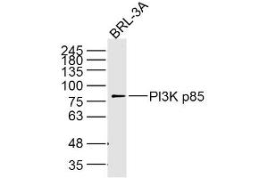 BRL-3A cell lysates probed with PI3K p85 (5C11) Monoclonal Antibody, unconjugated (bsm-33219M) at 1:300 overnight at 4°C followed by a conjugated secondary antibody for 60 minutes at 37°C. (PIK3R1 Antikörper  (AA 1-110))