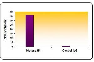 Chromatin IP: ChIP performed using HeLa Chromatin (1. (Histone H4 Antikörper)