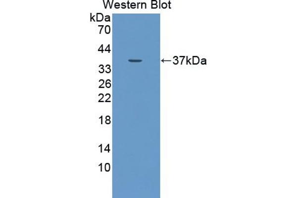 DUOX2 Antikörper  (AA 1229-1517)