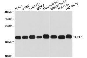 Western blot analysis of extracts of various cell lines, using CFL1 antibody (ABIN1875411) at 1:3000 dilution. (Cofilin Antikörper)