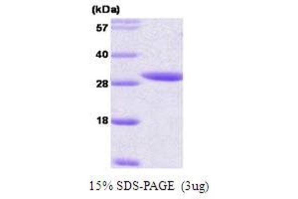 YWHAE Protein (AA 1-255)