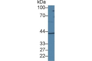 Western Blot; Sample: Rat Ovary lysate; Primary Ab: 2µg/ml Rabbit Anti-Human DHODH Antibody Second Ab: 0. (DHODH Antikörper  (AA 35-392))