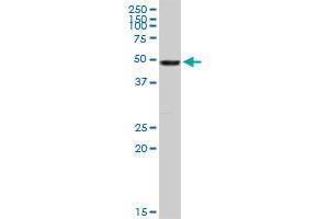 VIM MaxPab rabbit polyclonal antibody. (Vimentin Antikörper  (AA 1-466))