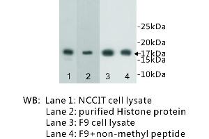 Image no. 1 for anti-Histone 3 (H3) (H3K4me) antibody (ABIN1112911) (Histone 3 Antikörper  (H3K4me))