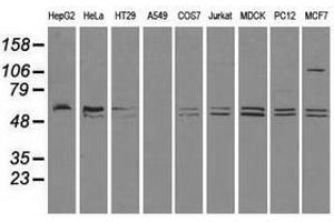 Image no. 3 for anti-CD4 (CD4) antibody (ABIN1497292) (CD4 Antikörper)