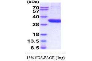 TPSAB1 Protein (AA 31-275) (His tag)