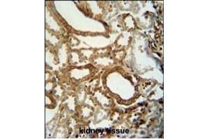 INSC antibody (C-term) (ABIN653656 and ABIN2842996) immunohistochemistry analysis in formalin fixed and paraffin embedded human kidney tissue followed by peroxidase conjugation of the secondary antibody and DAB staining. (INSC Antikörper  (C-Term))