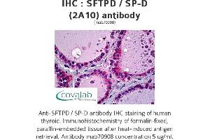 Image no. 1 for anti-Surfactant Protein D (SFTPD) (AA 21-376), (full length) antibody (ABIN1723757) (SFTPD Antikörper  (full length))