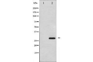 Western blot analysis of HSP27 phosphorylation expression in UV treated HeLa whole cell lysates,The lane on the left is treated with the antigen-specific peptide. (HSP27 Antikörper  (pSer15))