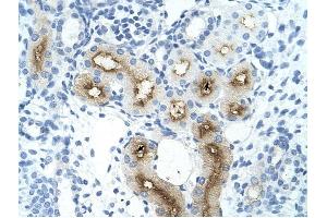 GGTLA4 antibody was used for immunohistochemistry at a concentration of 4-8 ug/ml to stain Epithelial cells of renal tubule (arrows) in Human Kidney. (GGTLC1 Antikörper  (C-Term))