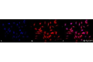 Immunocytochemistry/Immunofluorescence analysis using Rat Anti-HSF1 Monoclonal Antibody, Clone 4B4 . (HSF1 Antikörper  (AA 425-439) (FITC))