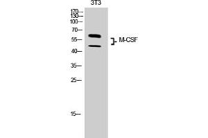 Western Blot analysis of 3T3 cells using M-CSF Polyclonal Antibody. (M-CSF/CSF1 Antikörper  (C-Term))